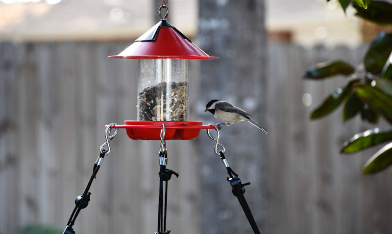 Black-capped Chickadee perched on seed feeder with bungee cord strapped on