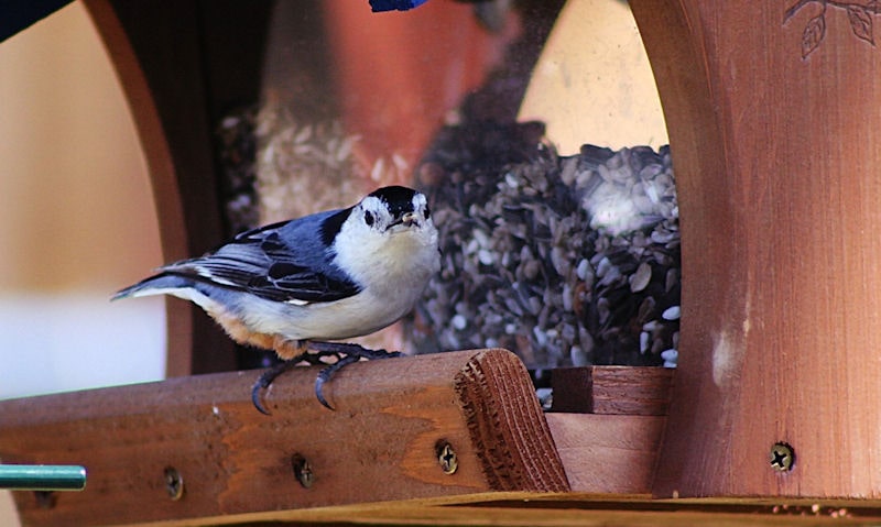 White-breasted Nuthatch perched on sunflower seed-filled hopper feeder