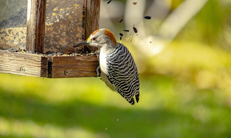 Golden-fronted Woodpecker spilling seeds out of feeder