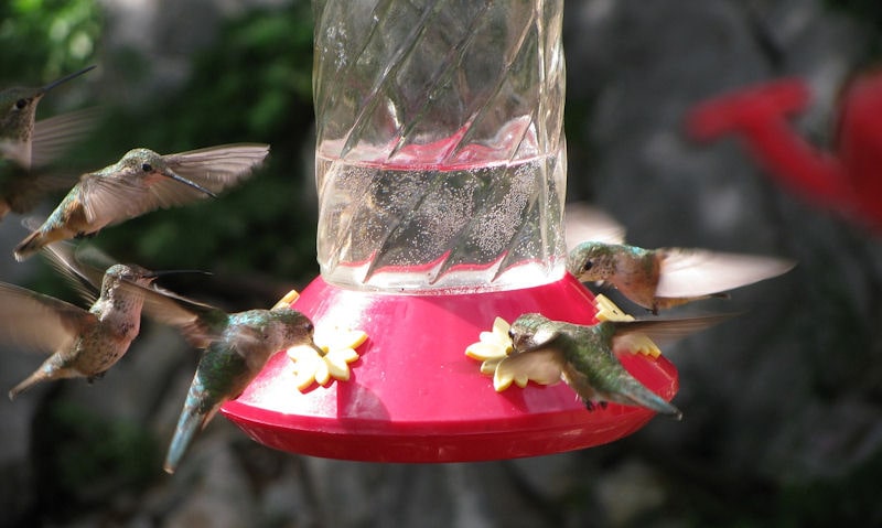 Multiple hummers using a single hanging hummingbird feeder with no perches