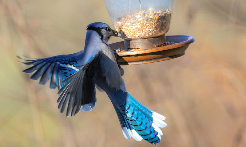 How to stop large birds raiding bird feeders