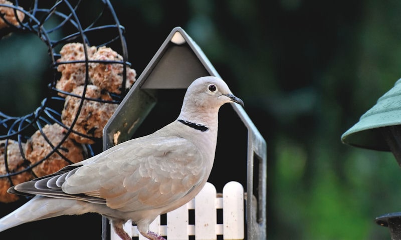 Pigeon perched on platform surrounded in many types of bird feeders