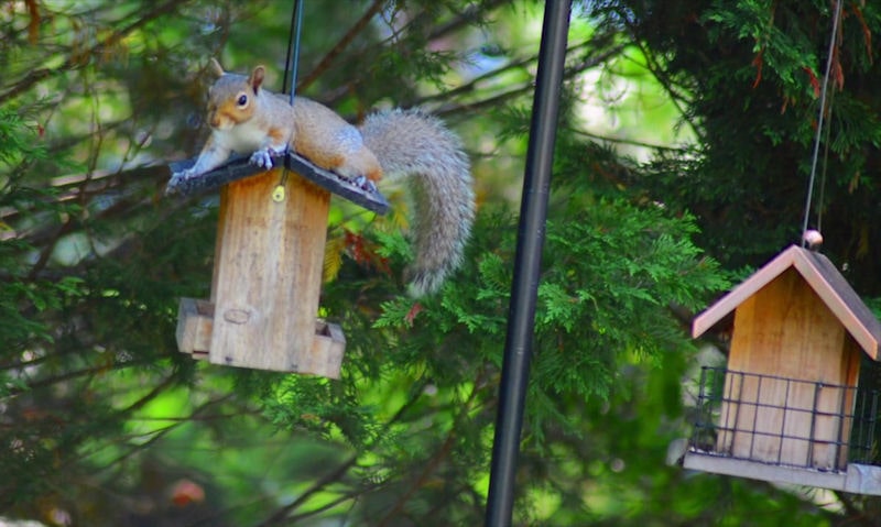 Squirrel sitting on top of wooden bird feeder, hung on pole bracket
