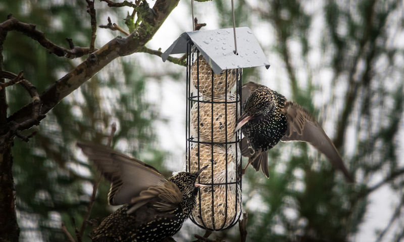 Starlings attacking fat ball filled, rain soaked fat ball feeder hung up in tree