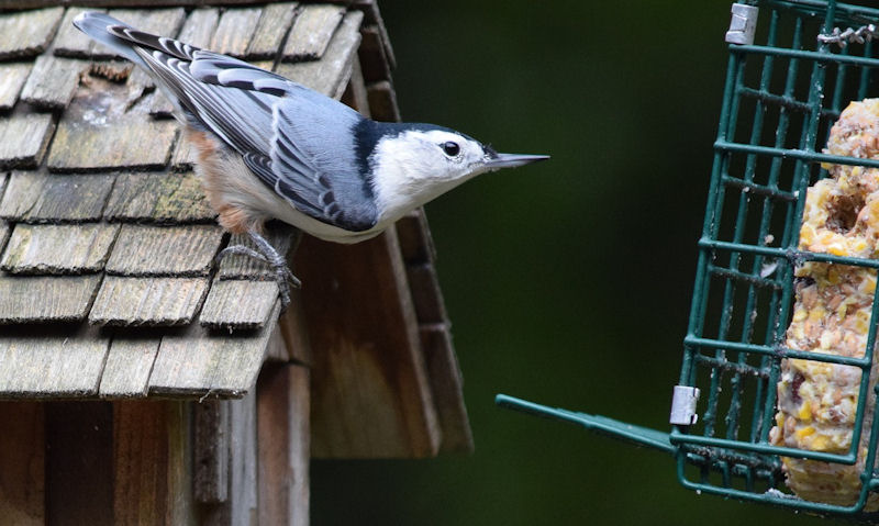 White-breasted Nuthatch reaching over to suet cake bird feeder