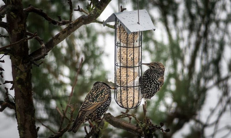 Starlings feeding off a hanging fat ball bird feeder