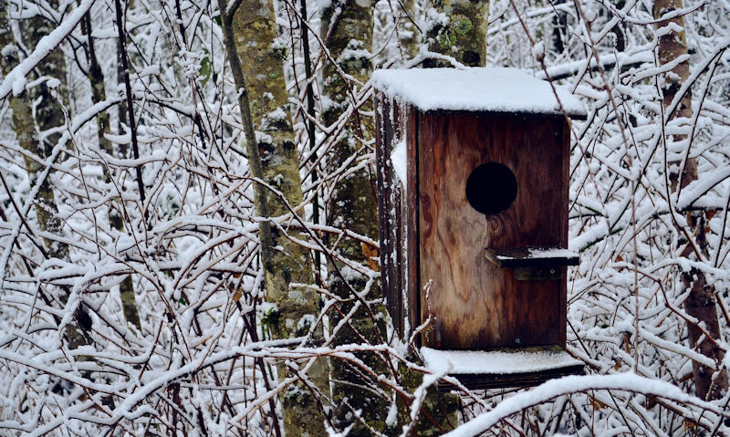 Snow covered birdhouse mounted to tree in winter scene