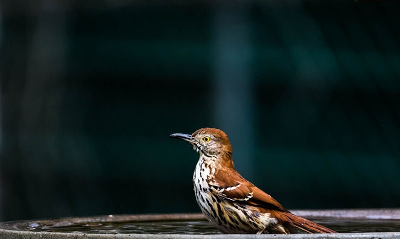 Brown Thrasher submerged within a standard width bird bath water bowl