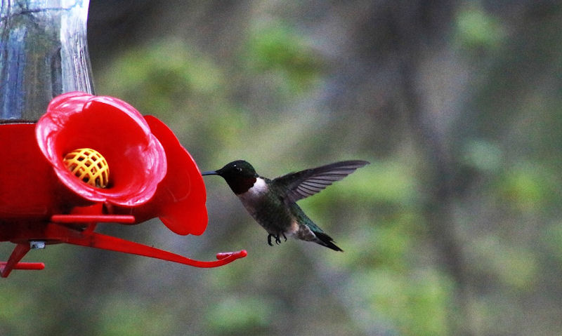 Mold visibly seen on the giant wells of this hummingbird feeder