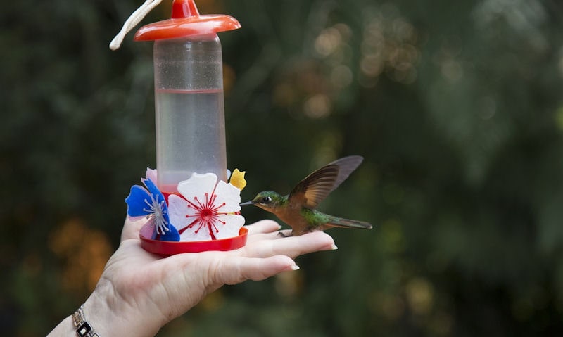 Woman holding hummingbird feeder in hand as a hummingbird feeds off it