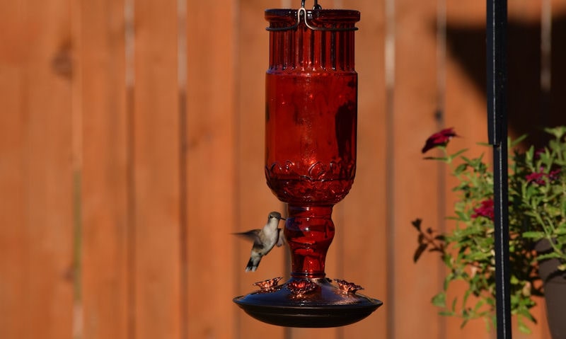 Hummingbird feeder hanging off pole set aside by fence