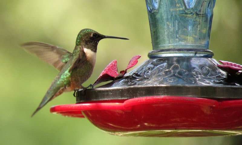 Hummingbird perched on rim of metal, glass top hummingbird feeder