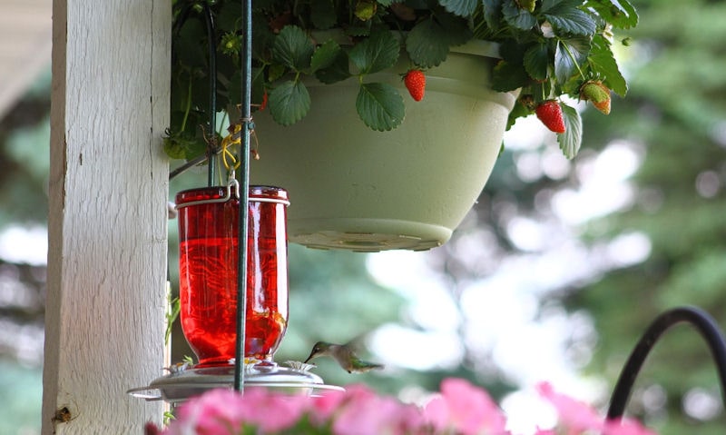 Feeder situated near insect eating flowers on porch