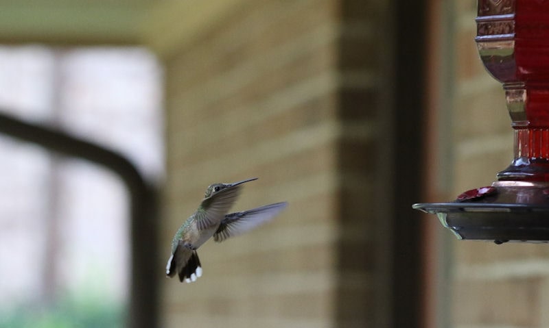 Hummingbird approaching feeder hanging well under a covered porch