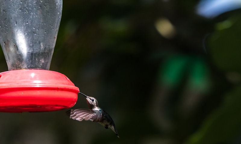 Lonely hummingbird seen on lit up hummingbird feeder while in hover