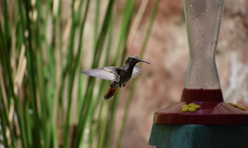 Hummingbird feeder balanced on top of wooden post in yard