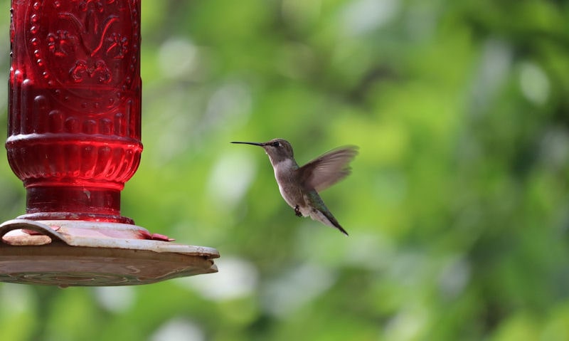 Hummingbird feeder hanging up in shaded area