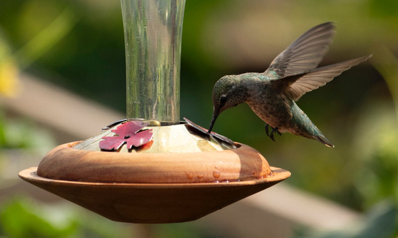 Hummingbird feeding mid flight on metal vintage style feeder