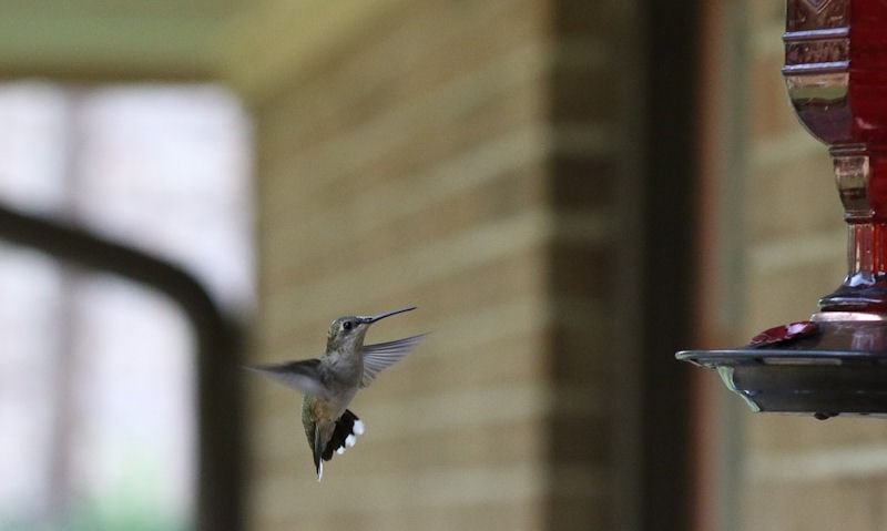 Hummer approaching hummingbird feeder hanging beneath a porch