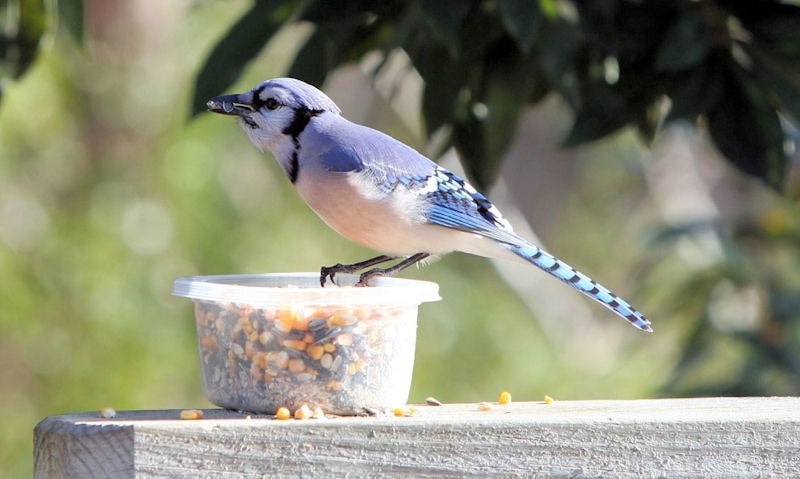 Blue Jay perched on pot of mix bird feed, cracked corn included