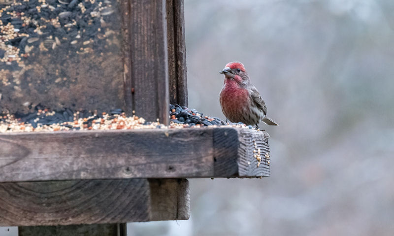 House Finch perched on heavily weathered wooden bird seed feeder