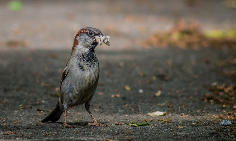 Sparrow on ground with bread crumbs in beak