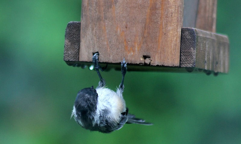 Chickadee hanging upside down on wooden hanging seed feeder