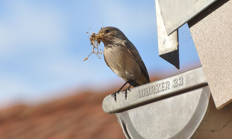 Sparrow perched on edge of gutter with nesting material in beak