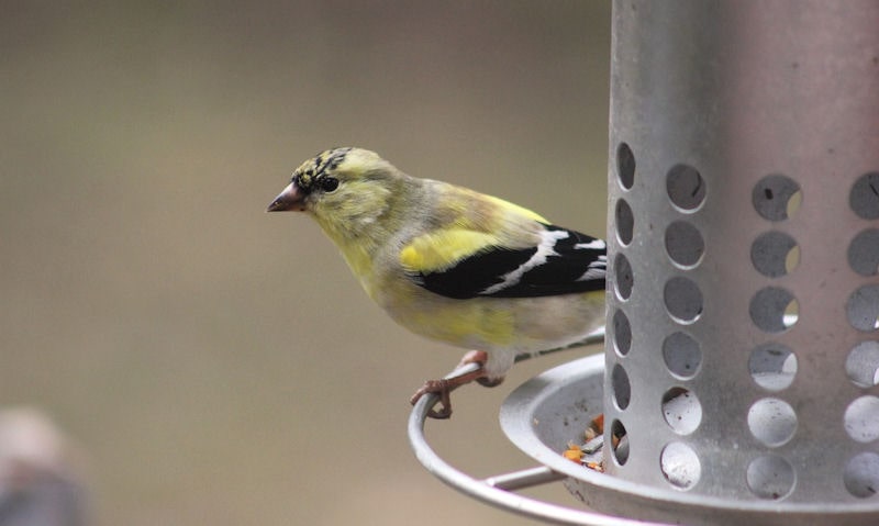 American Goldfinch perched on stainless steel bird feeder, facing outwards while perching