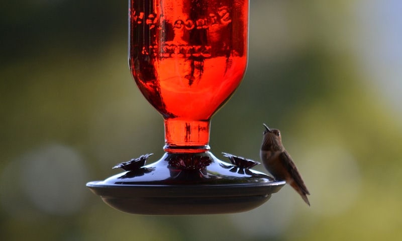 Hummingbird perched on solitary metal, red glass hanging feeder