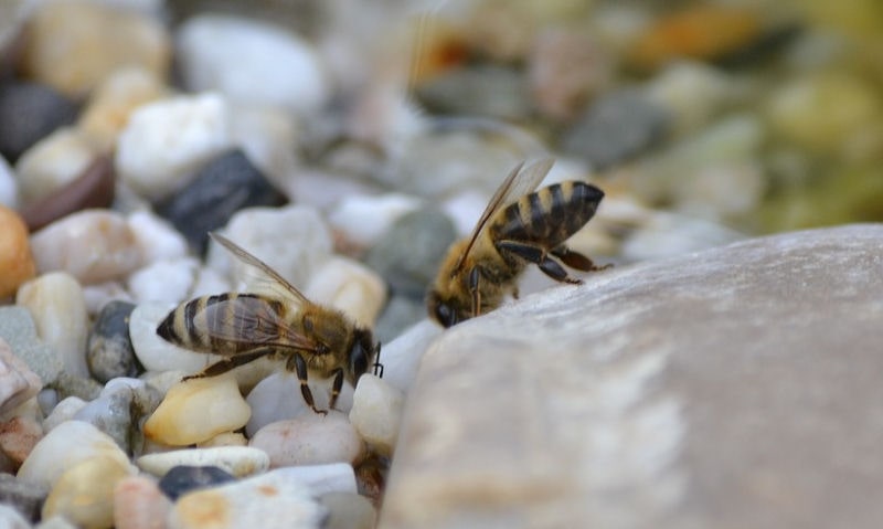 Bees drinking pockets of water found between loose pebbles
