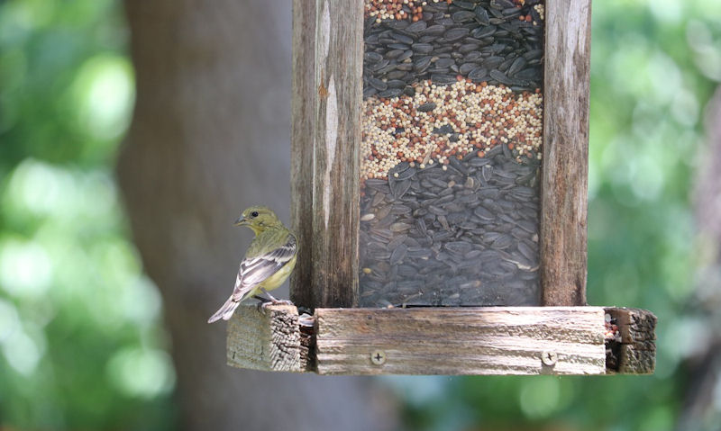 Lesser Goldfinch perched on hanging large wooden, window tube seed-filled feeder