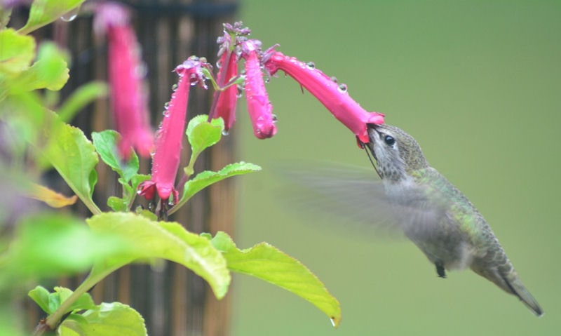 Hummingbird seen with bill fully inserted in nectar-filled flower