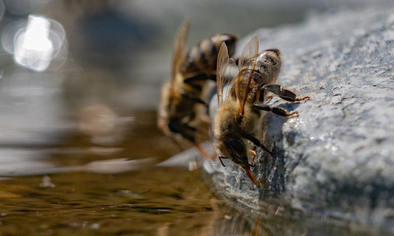 Bees calmly drinking water out of a steady bird bath water source