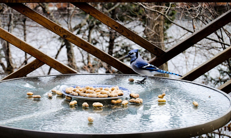 Blue Jay on glass top outdoor table in a mix of peanuts in their shells