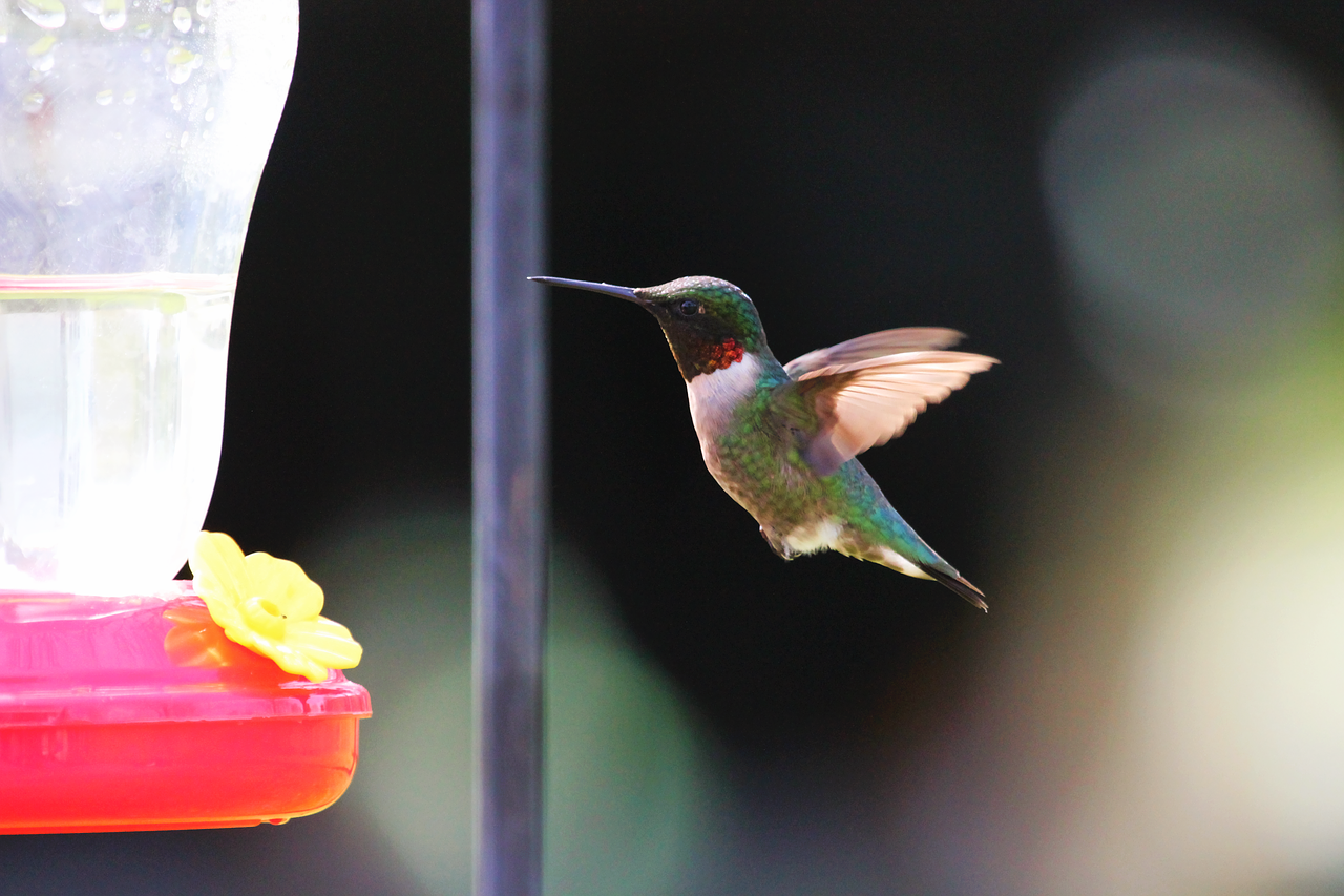 Hummingbird approaching hummingbird feeder hanging off pole