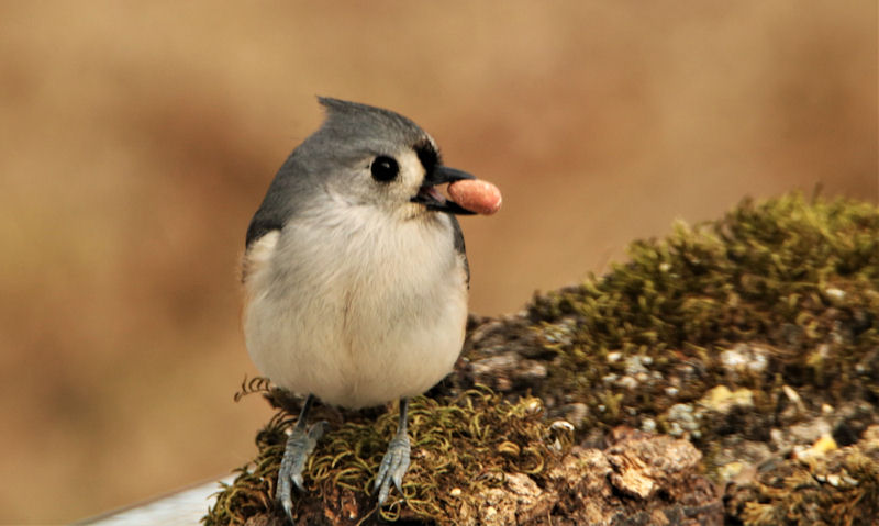 Tufted Titmouse perch on natural vegetation with peanut in bill