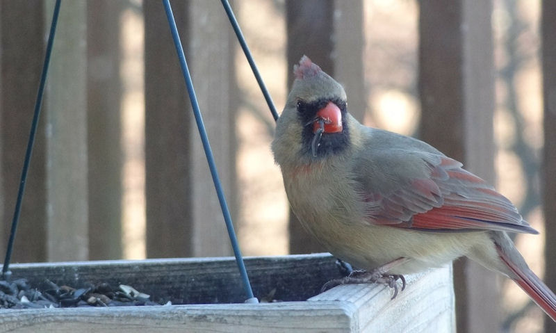 Female Northern Cardinal perched on wooden hanging platform bird feeder