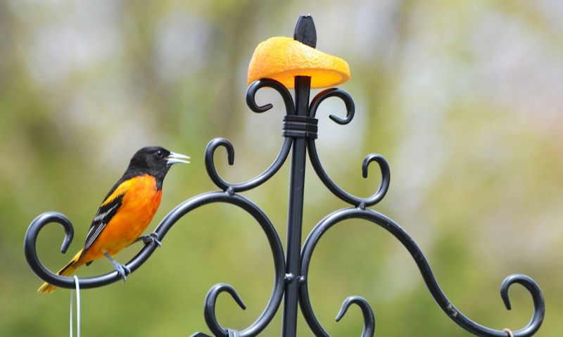 Orange slice impaled on top point of bird feeding station
