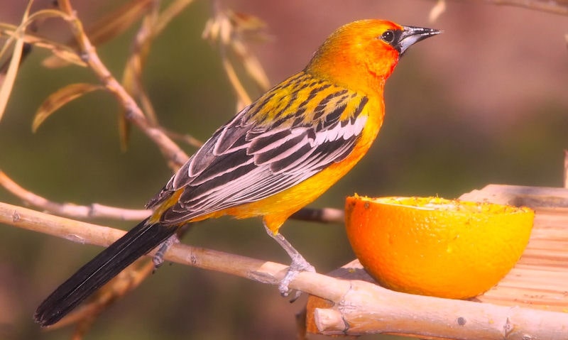 Oriole perched near to cut open orange on surface