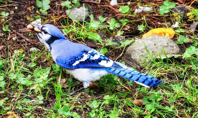 Male Blue Jay foraging on ground with peanuts in his bill
