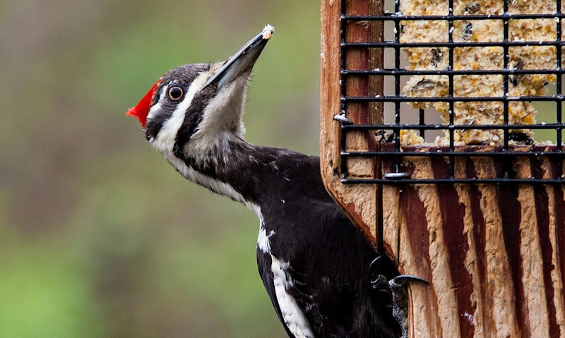 Pileated Woopecker feeding on suet feeder with tail prop