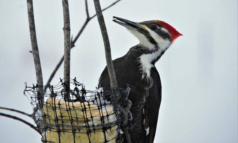 Pileated Woopecker feeding on tree-tied suet cake bird feeder