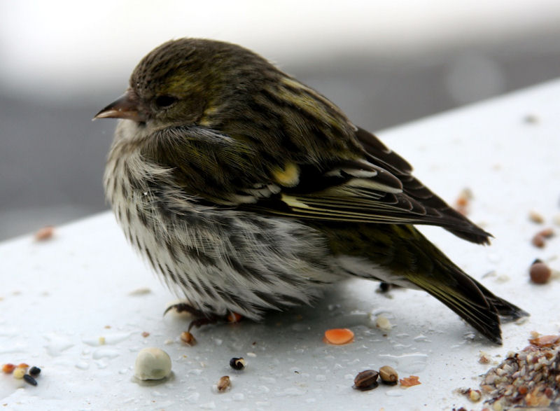 Pine Siskin resting on window sill surrounded in bird seeds