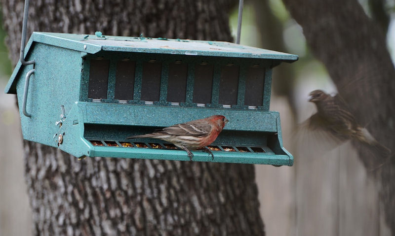 Plastic vs Metal bird feeders