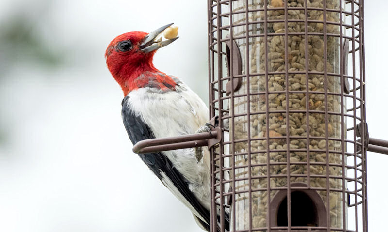 Red-headed Woodpecker perch on tube seed feeder