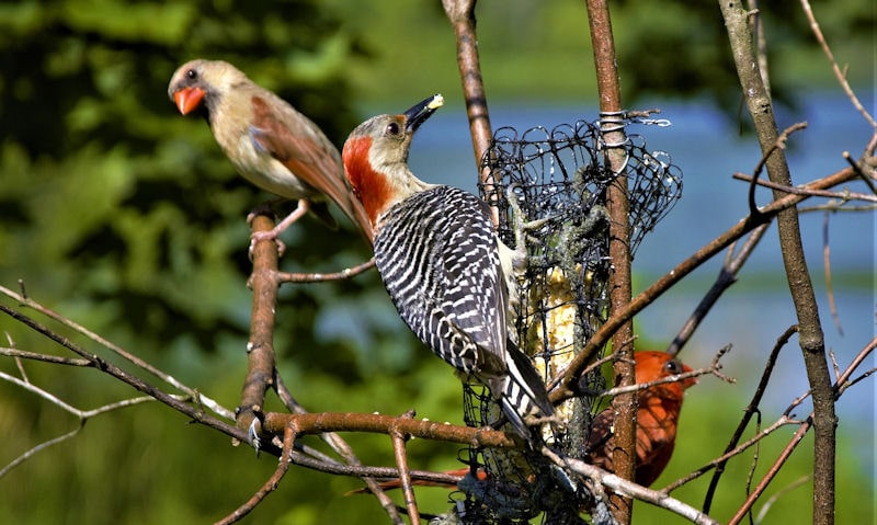 Northern Cardinal, Woodpecker share suet on scrappy suet bird feeder