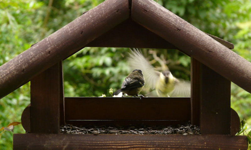 Small backyard bird perched under low eave roof covered bird table