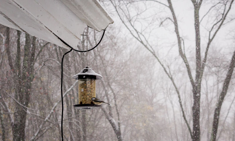 Chickadee perched on eave suspended seed bird feeder, in snow covered scenery