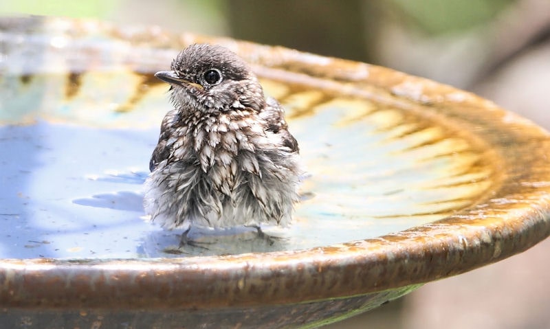 Young Eastern Bluebird sat in sun-reflection bird bath bowl